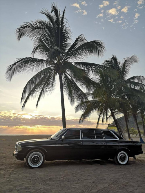 PALM-TREE-LIMOUSINE-CENTRAL-AMERICA9b89efca51d4b43d.jpg