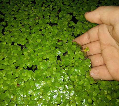 Giant-Duckweed9325e8adecf781bf.jpg