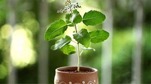 Health Benefits: Holy basil contains vitamin C and A, phytonutrients and antioxidants such as eugenol. It promotes healthy heart, treats insect bites, anti-aging, treats kidney stones, relieves headaches, fights acne, relives fever, health eye, cures respiratory disorders, natural mouth freshener and an oral disinfectant.
Holy Plant Tulsi: In India Basil plays a great significance role as a holy herb. We planted tulsi at tulsi tala outside garden, kitchen garden and as an indoor plant since it is kept sacred in Hindu philosophy. Tulsi plants regarded as the avatar of Lakshmi, and thus the consort of the god Vishnu. The offering of its leaves is mandatory in ritualistic worship of Vishnu and his avatars like Krishna and Vithoba.