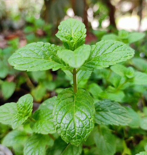 Pudina-Puthina-Mentha-Mint-Leaves-Medicinal-Herbs-Peppermint-Plant-Kitchen-Herbs-2aae95a761c5ed19d.jpg