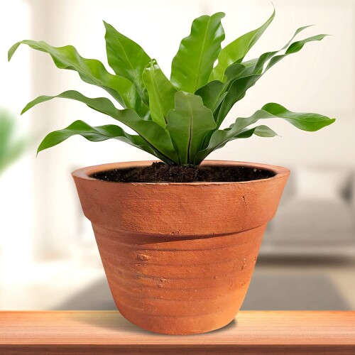 Terracotta Plant Pots (Round), Pots for Plants, Clay Pots for Plants, Flower Pot, Earthen Terracotta