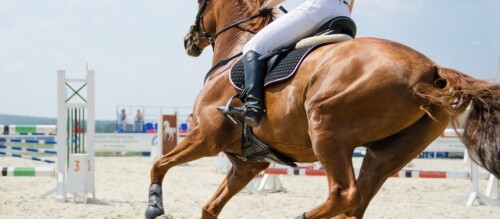 Expert-Horse-Riding-lessons-In-Mornington-Horse-Riding-Nowd72a927b214e4243.jpg