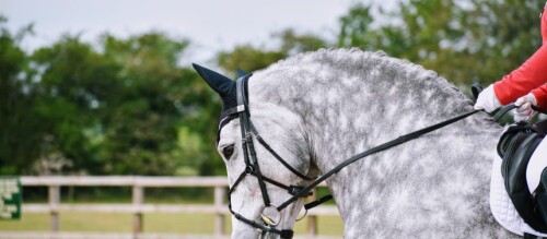 Horse-trail-riding-in-sunshine-coast-Horse-Riding-Noweb3106b37dfd8e0b.jpg