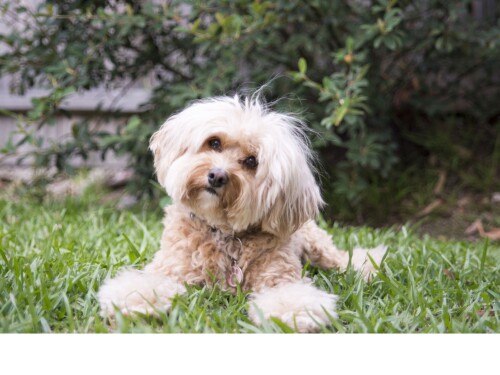 Curious about adopting a Cavoodle? Discover whether this adorable breed is the perfect fit for your lifestyle. Explore their traits, needs, and compatibility, and make an informed decision. Dive into the world of Cavoodles today and find your ideal furry companion