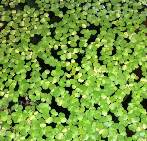 This Giant Duckweed Plant (spirodela polyrhiza) is a great addition to any home or garden. It is a small, floating aquatic plant that is native to temperate and tropical regions around the world. This plant is easily recognizable with its bright green, oval-shaped leaves and its delicate, feathery appearance. The Giant Duckweed Plant is a great choice for adding colour and life to an aquarium or pond, as well as creating a unique and eye-catching water feature.

When caring for your Giant Duckweed Plant, it is important to provide it with the right environment. Make sure the water temperature is between 68-86°F and the pH should be between 6.5-7.5. The water should be relatively still, but it will tolerate gentle currents. The plant should be exposed to bright light, but avoid direct sunlight. The plant should also be fertilized every few weeks, using a liquid fertilizer specifically designed for aquatic plants. The Giant Duckweed Plant is easy to care for and requires little maintenance. It does best in a warm environment with indirect sunlight and can be kept in a container of water. To ensure healthy growth, the water should be kept clean and free of debris and should be changed every few weeks. The plant will also benefit from regular fertilization with a balanced fertilizer.
https://gachwala.in/products/giant-duckweed-for-sale-aquarium-floating-water-plant-seed-spirodela-polyrhiza/